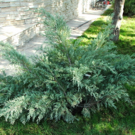Посадка деревьев Посадка деревьев