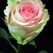 Саженцы вьющихся роз  Саженцы роз. Более 25 видов. Все розы имеют не обычный окрас, приятный аромат, и удивительной формы.  600  Самовывоз    шт.  Cаженцы роз и декоративных кустов Роман