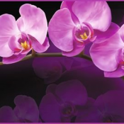 Тула VIP 6 листов  65*98  Зеркальная орхидея  6900  Доставка входит в цену    шт.  Тула VIP 6 листов  DECOR VITA ИП