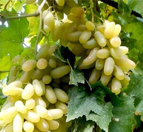 Купить Виноград Саженцы Белый