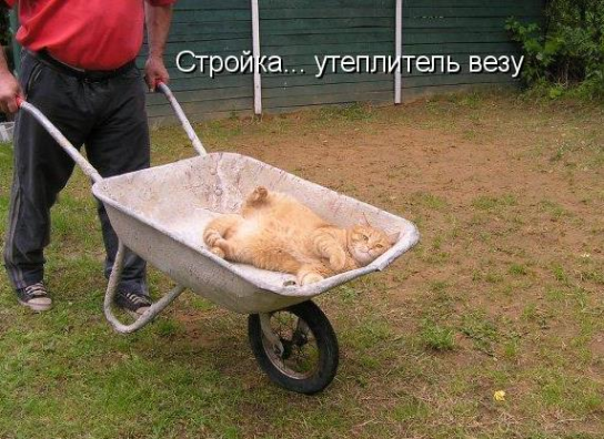 Кот - это не мусор! Потому, что мусор не катается, а останавливает:)