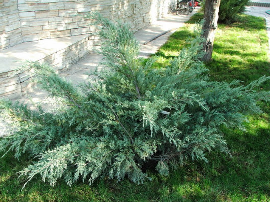 Посадка деревьев Посадка деревьев