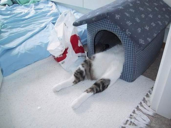 Кошкин дом